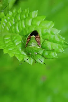 Weda: Stink Bug - Weda, Halmahera, Indonesia