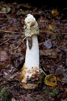Stinkhorn: Stinkhorn