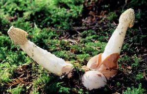 Penis: Stinkhorn Fungi