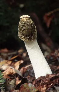 Bob Gibbons: STINKHORN FUNGI - growing through leaf litter