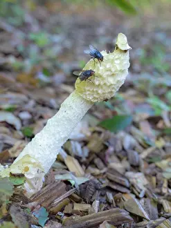 Stinkhorn: Stinkhorn fungus