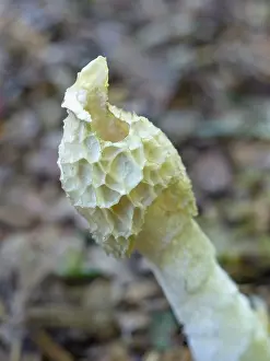 Stinkhorn: Stinkhorn fungus with bluebottle flies