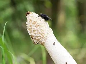 Stinkhorn: Stinkhorn fungus - UK