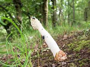 Stinkhorn: Stinkhorn fungus - UK