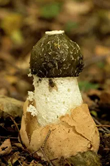 Stinkhorn: Stinkhorn fungus, young stage