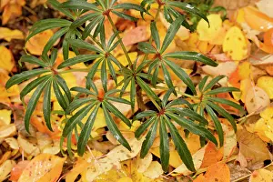 Stinking: Stinking hellebore in autumn, with fallen cherry leaves