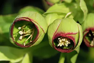 Stinking: Stinking Hellebore Bear's Foot Bearsfoot Setterwort
