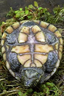 Carapace: Stinkpot Turtle