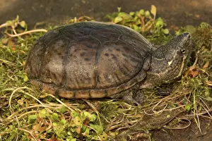 Carapace: Stinkpot Turtle