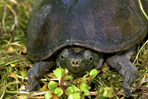 Carapace: Stinkpot Turtle