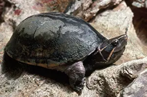 Kinosternidae: Stinkpot Turtle