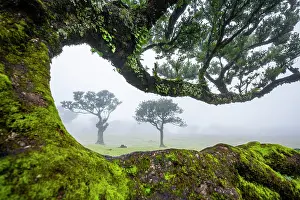 Grown: Stinkwood (Ocotea foetens) overgrown with moss and