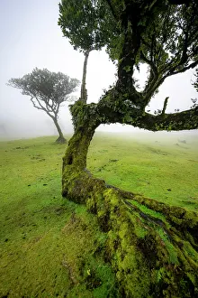 Grown: Stinkwood (Ocotea foetens) overgrown with moss and