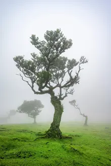 Grown: Stinkwood (Ocotea foetens) overgrown with moss and