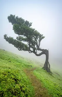 Grown: Stinkwood (Ocotea foetens) overgrown with moss and