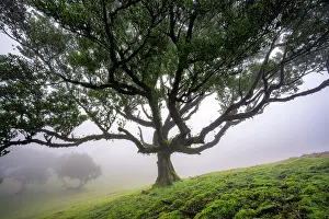 Grown: Stinkwood (Ocotea foetens) overgrown with moss and