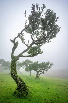 Grown: Stinkwood (Ocotea foetens) overgrown with moss and