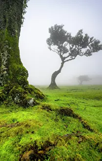 Grown: Stinkwood (Ocotea foetens) overgrown with moss and