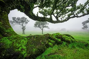 Grown: Stinkwood (Ocotea foetens) overgrown with moss and