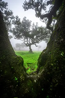 Grown: Stinkwood (Ocotea foetens) overgrown with moss and