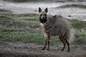 Hyaena: Stiped Hyena - with mating season coat