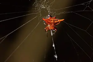 Shell: Stirrup shell (Gasteracantha versicolor) in its