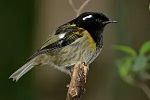 Cincta: Stitchbird / Hihi
