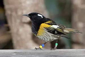 Tagged: Stitchbird / Hihi - male