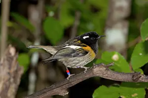Tagged: Stitchbird / Hihi - male