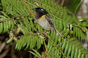 Cincta: Stitchbird / Hihi - male