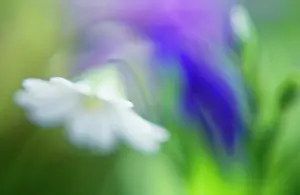 Stellaria: Stitchwort