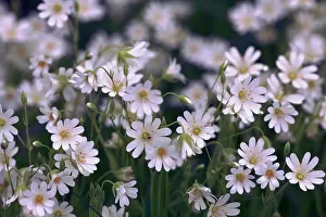 Stellaria: Stitchwort
