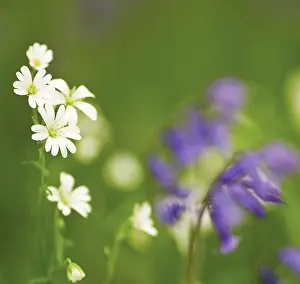 Stellaria: Stitchwort