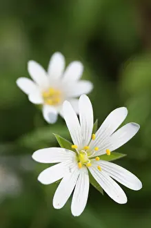 Stellaria: Stitchwort