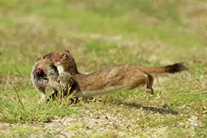 Stoats: Stoat - carrying rabbit