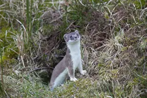 240118: Stoat / Ermine - adult animal - Germany