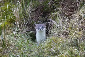 240118: Stoat / Ermine - adult animal - Germany