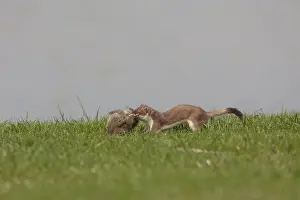 240118: Stoat / Ermine - adult with killed Suslik / European