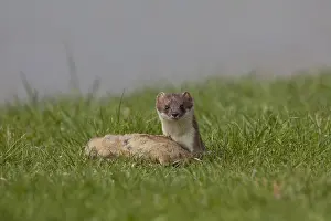 240118: Stoat / Ermine - adult with killed Suslik / European