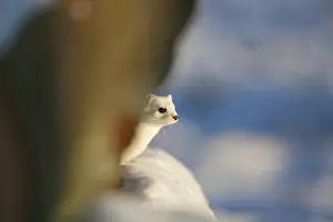 240118: Stoat / Ermine - adult in winter coat - Denmark