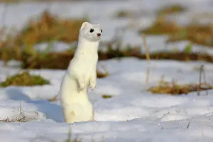Watches: Stoat or Ermine (Mustela erminea) in its winter