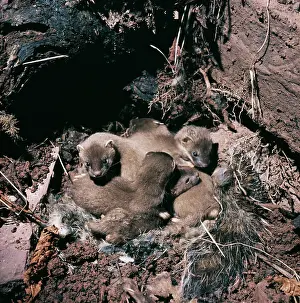 Lair: STOAT / Ermine / Short-tailed weasel - 5 weeks