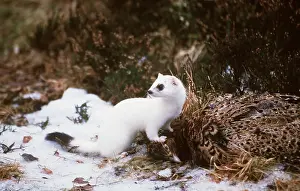 Carcasses: STOAT / Ermine / Short-tailed weasel - with paw