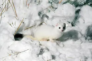 Ermine: STOAT / Ermine / Short-tailed weasel - in snow
