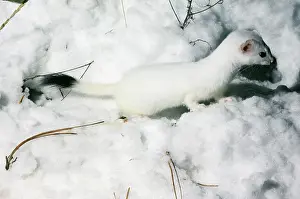 Ermine: STOAT / Ermine / Short-tailed weasel - in snow, January