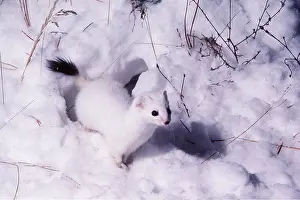 Ermine: STOAT / Ermine / Short-tailed weasel - in snow
