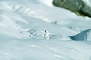 Ermine: STOAT / Ermine / Short-tailed weasel - in winter coat