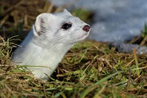 Jura: Stoat (Mustela erminea), looking out of its burrow