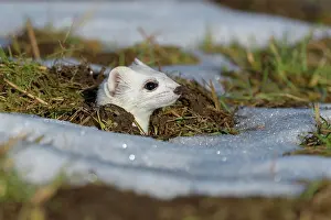 Jura: Stoat (Mustela erminea), looking out of its burrow