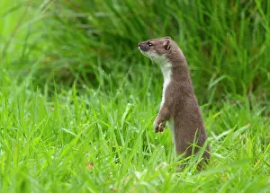 Making: Stoat (Mustela erminea), making mate and looking